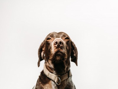 Raising money for dog shelters