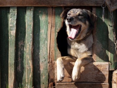 Dog rights