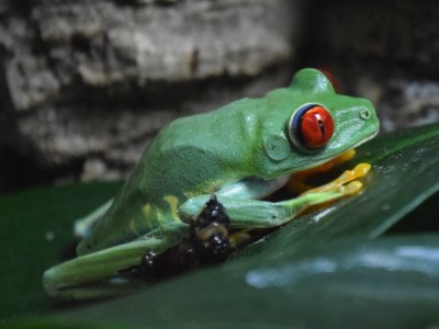 My frog is dying because of a rare disease