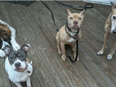 Help Tara and Her Dogs
