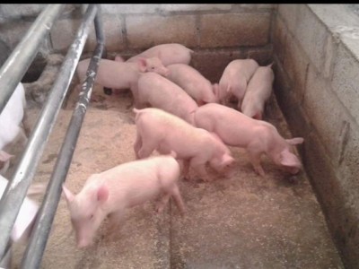 Feed the pigs