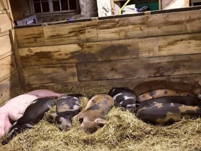 Feed the pig