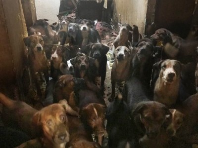 Save hungry animals
