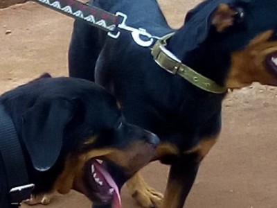 Help save Scales and Kims