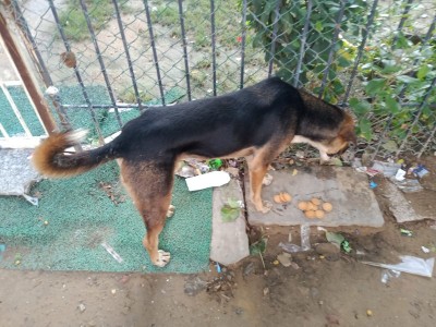 NIOG - A Miniature Help To Nature Loved Ones