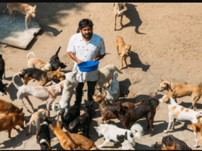 feed to animals