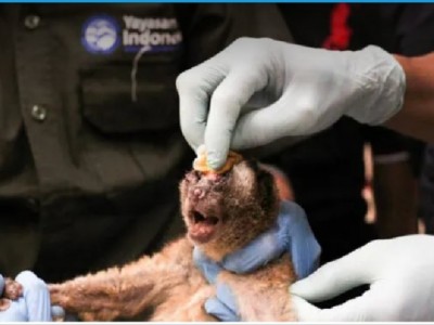 Help and Save the Indonesian Slow Lorises