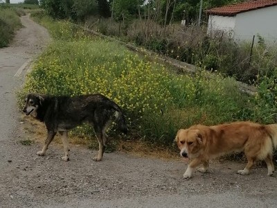 Save the street dogs! ??❤️