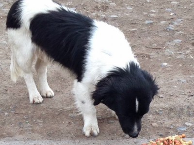 Ayudar a perros callejeros de Santiago
