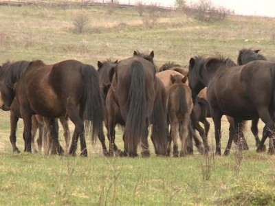 Let's feed the mountain horses