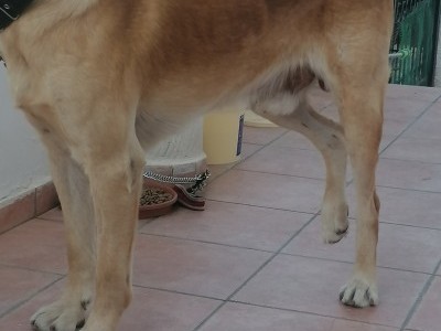 Cheekod urgent hip surgsry