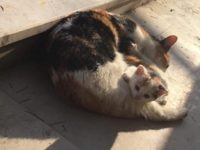 Help For Street Cats