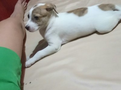 Feeding puppy and shelter