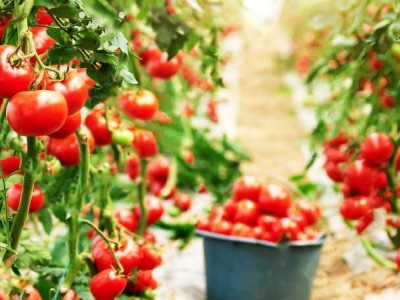TOMATO GREEN HOUSE FARM