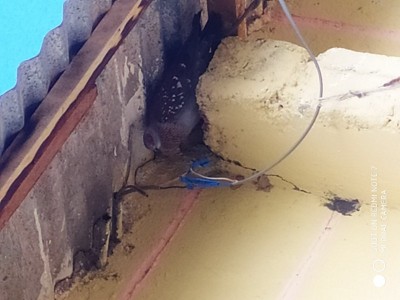 Building home for pigeons