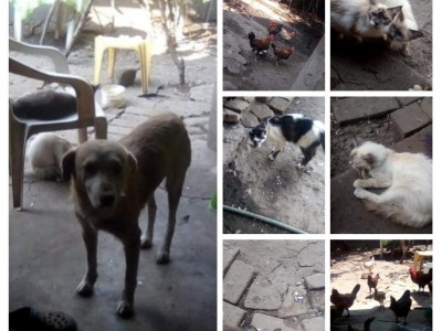 Animals needs