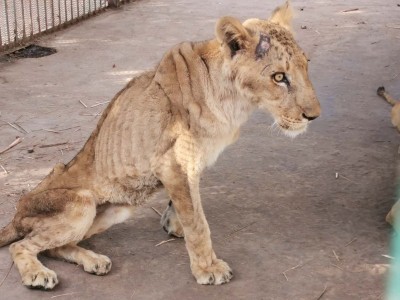 Raising funds for starving lions