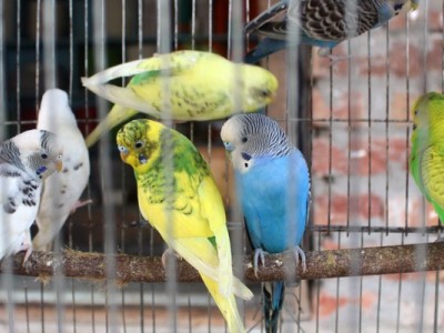bird help