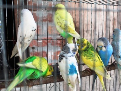 the bird