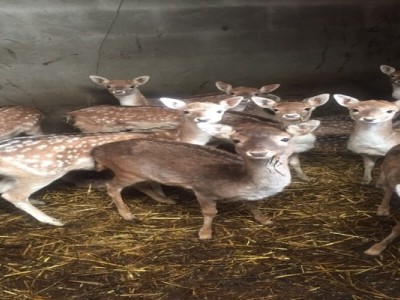 Save The Animals At Village Pets.