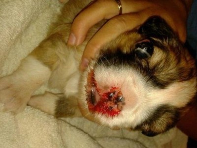 Help the animal