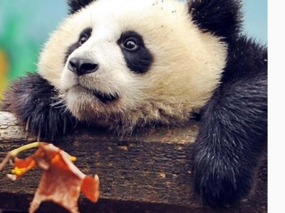 Save the animal