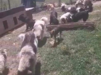 Let's save the abandoned dogs