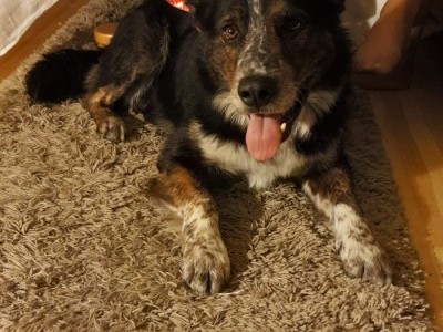 Help Our dog Bumbiers recover