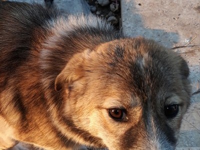 Save my dog