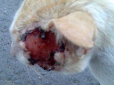 Help luna from FIP