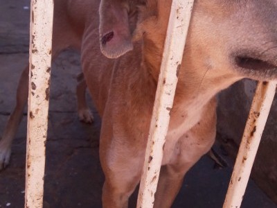 Rescuing canines