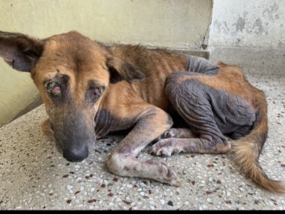 To help helpless dog