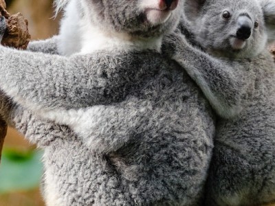 Wildlife rescue & rehabilitation appeal funds