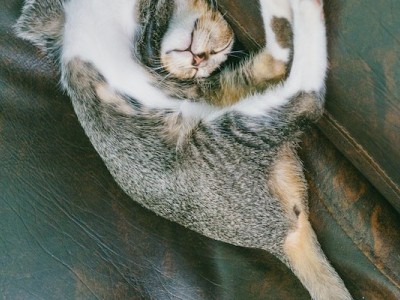 Help my cat to survive