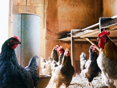 Help Our Farm During the Covid-19 Crisis