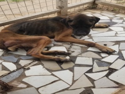 HELP FEED AND RESCUE STRAY DOGS AND CATS