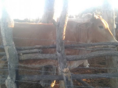 Water and feed for cattle