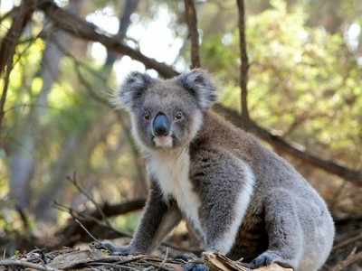 Koala rescue