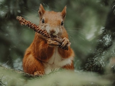 Support For Animal Feed and Care