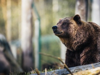Wildlife Appeal