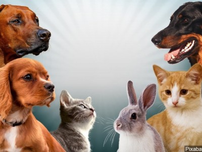 Help feed the animals at the farm