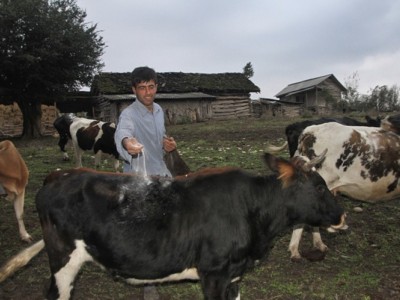 Help me to keep my cows and Farm