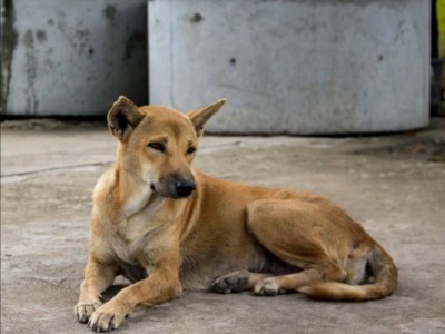 Streets dogs feeding campaign