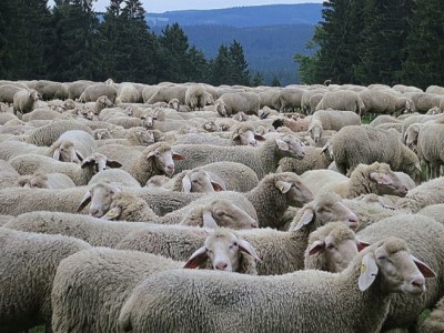 Animal feeding campaign