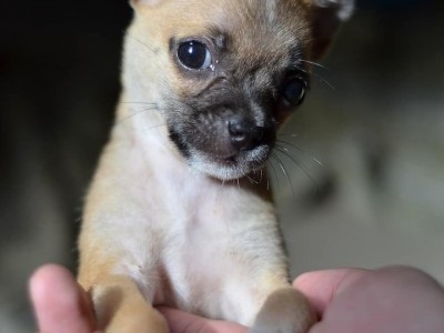 Animal shelter nonprofit organization