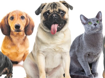 help vagrant animals