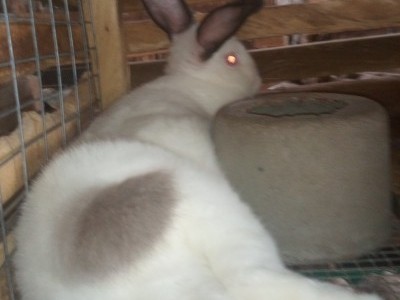 GoFundMyRabbitary