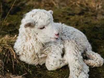 Feed the animals at seed grow farm