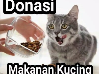 Donate to street cats
