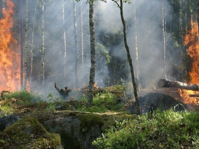 Bush Fire Program Funds Needed